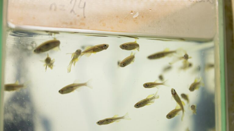 Подопытные рыбки. Ученые нашли новых кандидатов для экспериментов