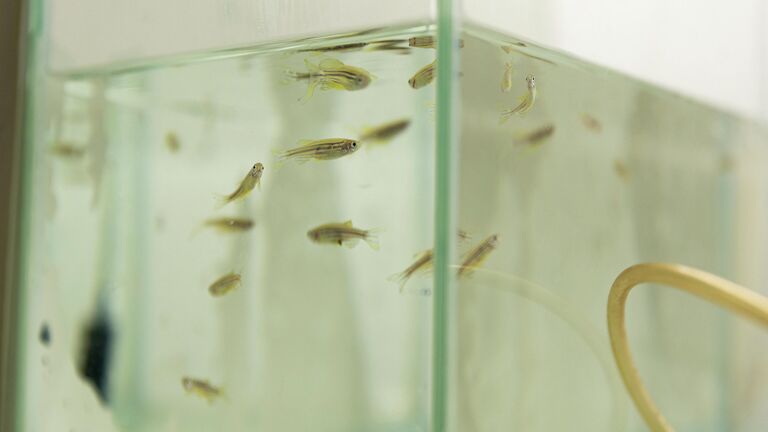 Подопытные рыбки. Ученые нашли новых кандидатов для экспериментов